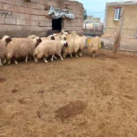 بره ماده داشتی