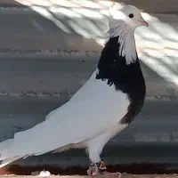 طوقی نر سیاه