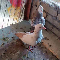 خرمشهر|پرنده|خرمشهر, |دیوار