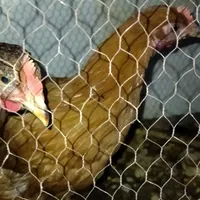 جوجه مرغ وخروس طاقچه|حیوانات مزرعه|قوچان, |دیوار