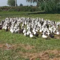 اردک مگ مگی شالیزار|حیوانات مزرعه|قائم‌شهر, |دیوار