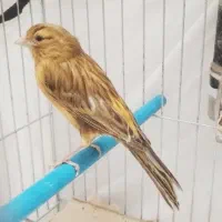 قناری‌*زیتون‌سرخ*جفتی قناری‌سهره