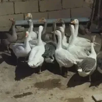 غاز جوان