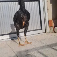 لاری اوشامو|حیوانات مزرعه|شاهدشهر, |دیوار