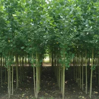 آخرین سری نهال صـنــوبــر ویژه پاییز از دست نده