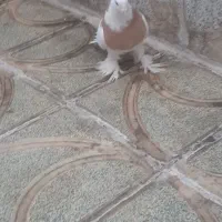 کبوتر|پرنده|تبریز, |دیوار