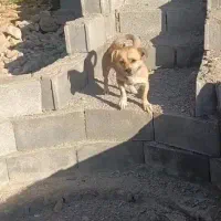 سگ پاکوتا مخصوص چال