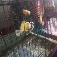 پنج عدد جوجه قناری