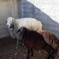 کله پاچه شیشک نر درشت سیرابی و جگر گوسفندی تازه|خوردنی و آشامیدنی|فردیس, شهرک ارم|دیوار