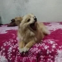 سگ خونگی کوکو  ۸ ماهه|سگ|پاکدشت, پاکدشت (مامازند)|دیوار