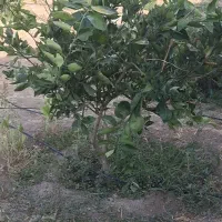 باغچه|فروش زمین و ملک کلنگی|شیراز, بازار|دیوار