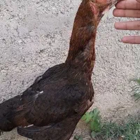 مرغ لاری افغان