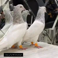 کله ابر ماده اس و درشت کلاهی