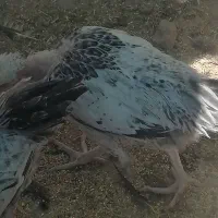 مرغ بلک استار گردن لخت
