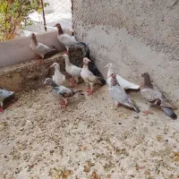 جوجه نامبر وسره