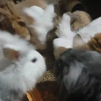 ۱۰تا خرگوش لوپ|موش و خرگوش|ملک‌آباد, |دیوار