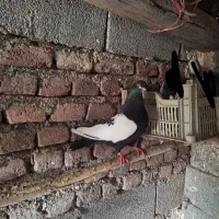 سینه سیاه نروماده|پرنده|نمین, |دیوار