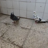 کفتر پرشی|پرنده|قم, علی آباد سعدگان|دیوار