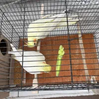 عروس هلندی|پرنده|سهند, |دیوار