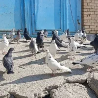 سردشت|پرنده|سردشت, |دیوار