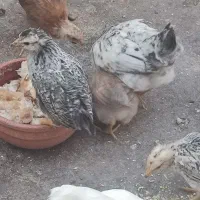 پنج عدد جوجه رسمی دوماهه