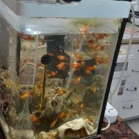 اکواریوم شرکتی لبه گرد یک تیکه