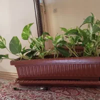 گل پتوس ارتشی و پتوس ابلق زعفرانی|گل و گیاه طبیعی|بندر ماهشهر, |دیوار