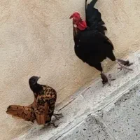 مرغ و خروس مینیاتوری