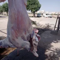 قصاب گوسفند زنده