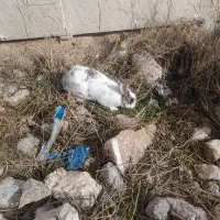 یک خرگوش نرو فروشی