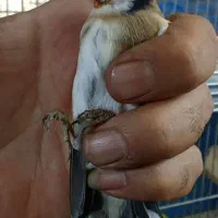 جوجه سهره|پرنده|تهران, اتابک|دیوار