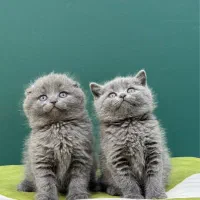 گربه اسکاتیش بیریتیش بلو کیفت بمب