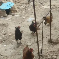 مرغ