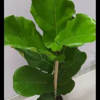 گل آپارتمانی خونگی کادویی