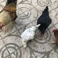 تخم مرغ ارگانیک خانگی و نطفه دار نژادار|خوردنی و آشامیدنی|کرج, محمد آباد|دیوار