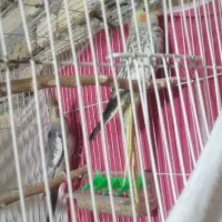 عروس هلندی|پرنده|مشهد, فرخد|دیوار