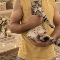 گربه ۷ماهه جهت واگذاری