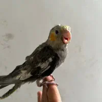 جوجه عروس هلندی