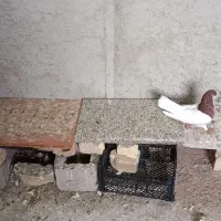 کفتر یال چپ شهری|پرنده|شیراز, ظفرآباد|دیوار