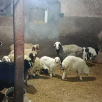 فروش 4جفت گوسفندباسه تابره|حیوانات مزرعه|روانسر, |دیوار