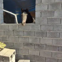 مادیان کرد|اسب و تجهیزات اسب‌سواری|نی‌ریز, |دیوار