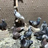 تعدادی کبوتر پلاکی خوب