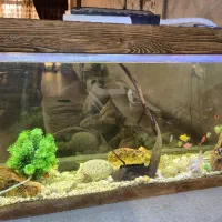 آکواریوم همراه با ماهی|ماهی|اصفهان, خانه اصفهان|دیوار