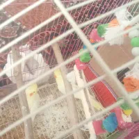 ۳۰۰۰۰۰۰۰|پرنده|خوی, |دیوار