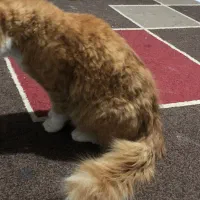 گربه|گربه|محمدشهر, ولدآباد بزرگ|دیوار