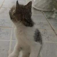 واگذاری دوعدد بچه گربه