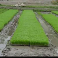 نشای بذر   *ندا*