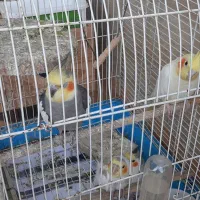 طوطی عروس هلندی پرنده عروس|پرنده|احمدسرگوراب, |دیوار