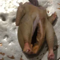 مرغ پاک شده محلی