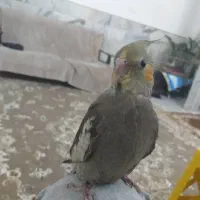 عروس هلندی گم شده